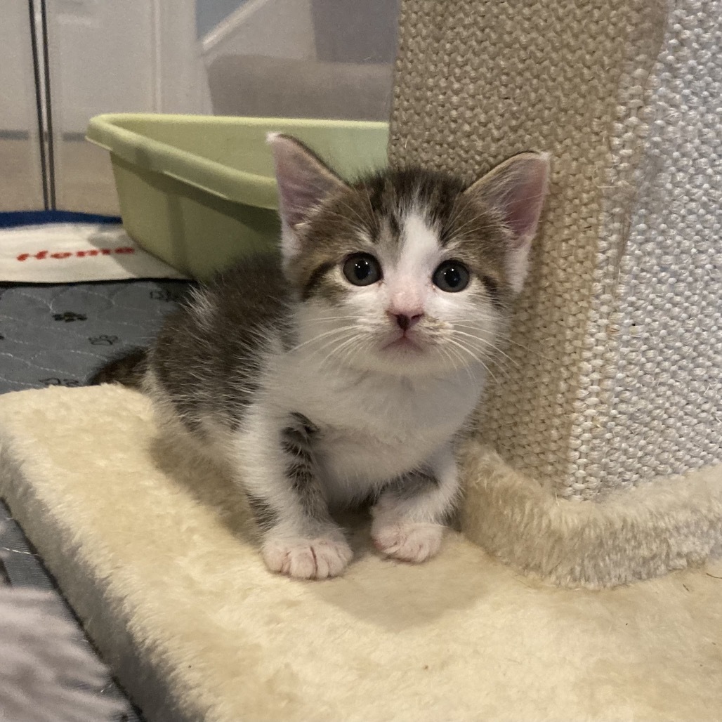 Tabby Maguire