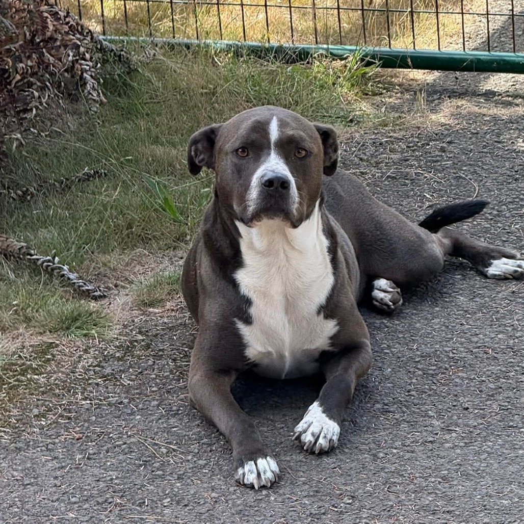 Adopt Alkeidus AKA George