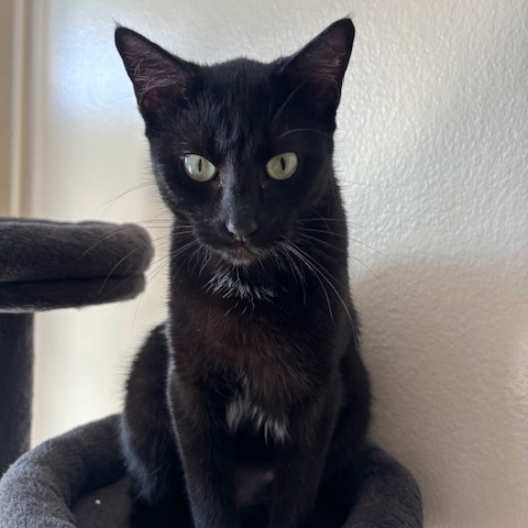 Nala