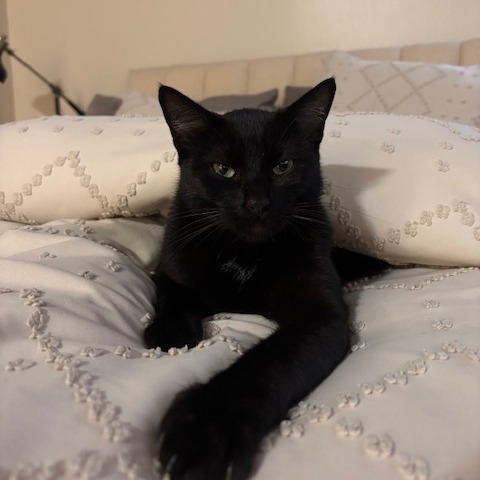 Nala