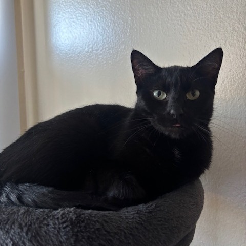 Nala