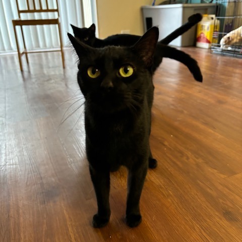 Lyla