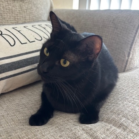 Lyla