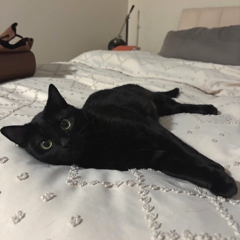 Lyla
