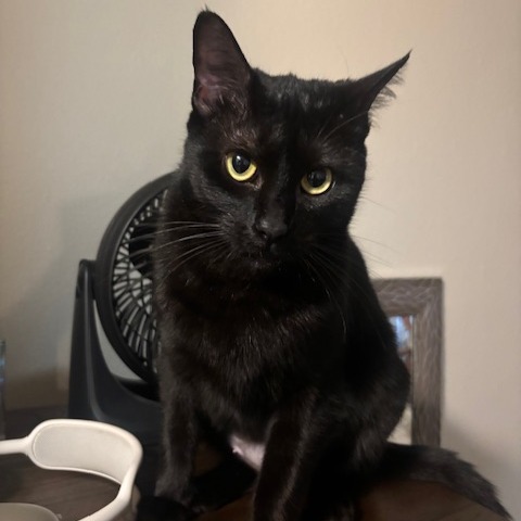 Lyla