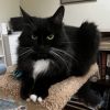 MITTENS now HANA
