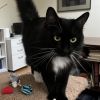 MITTENS now HANA