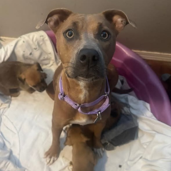 Roxie