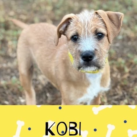 Kobi - Roxie litter 4
