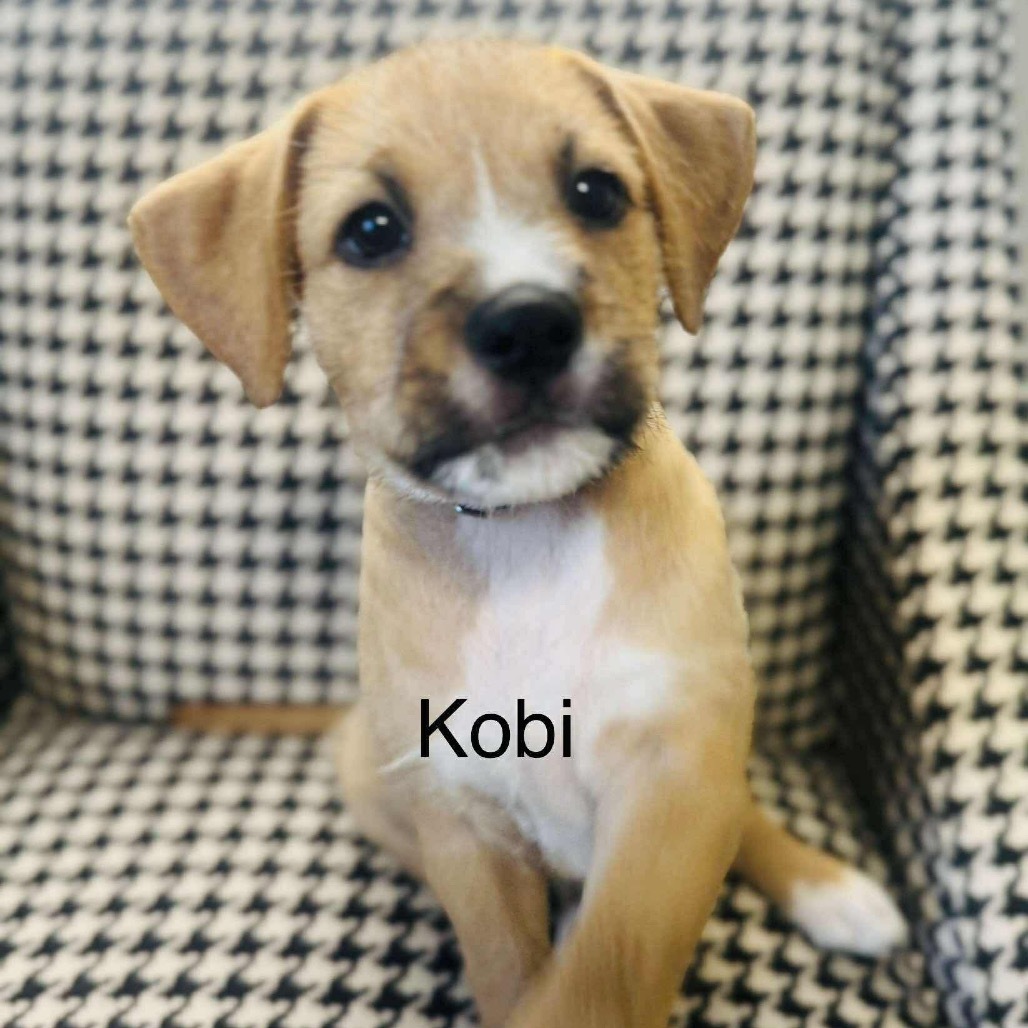 Kobi - Roxie litter 4