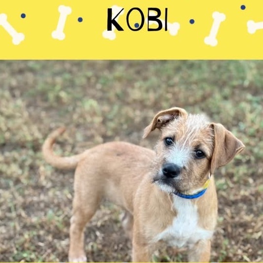 Kobi - Roxie litter 4