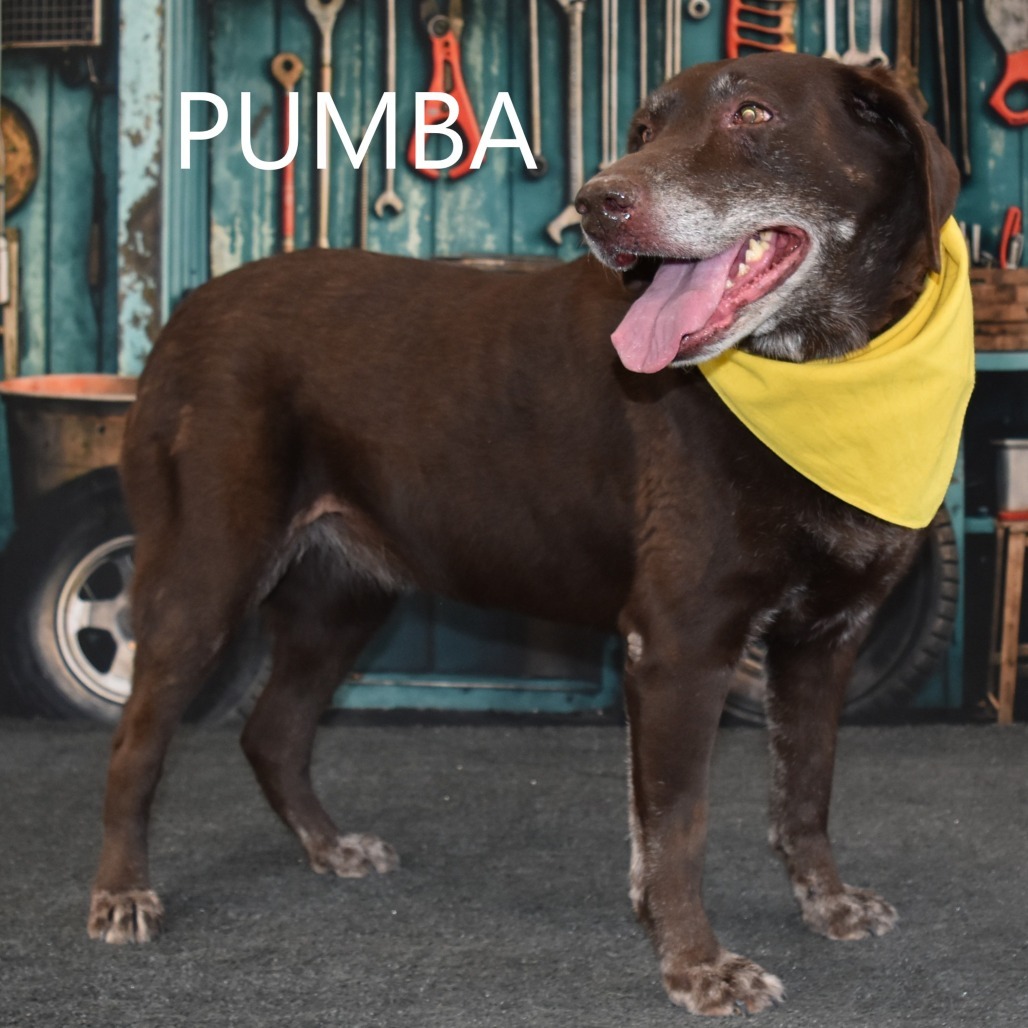 Pumba