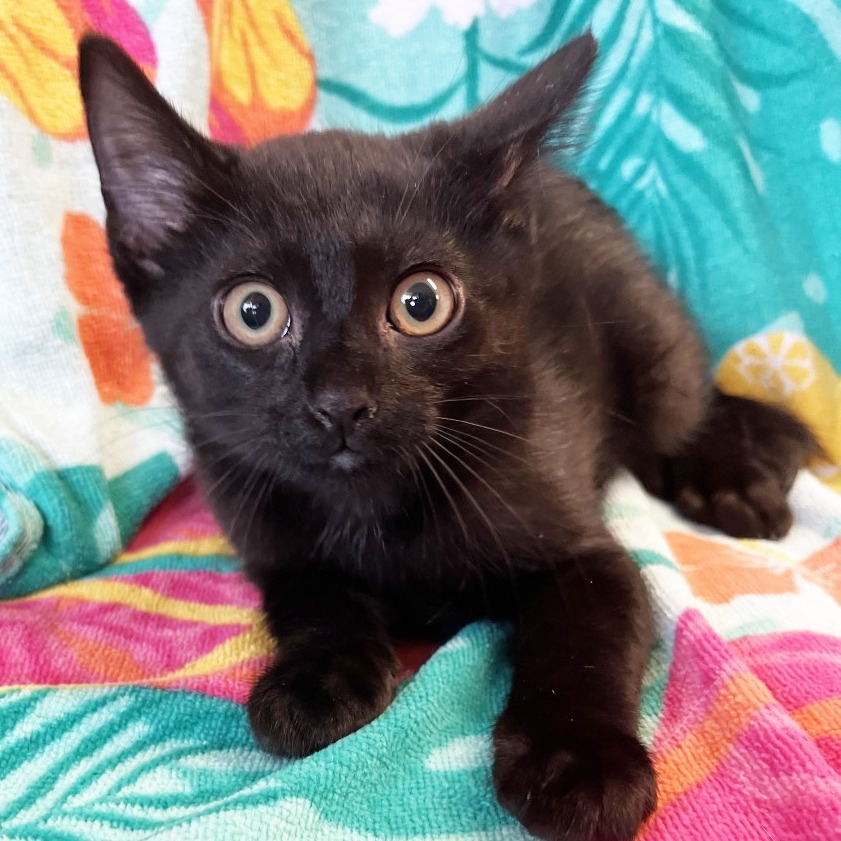 Salem