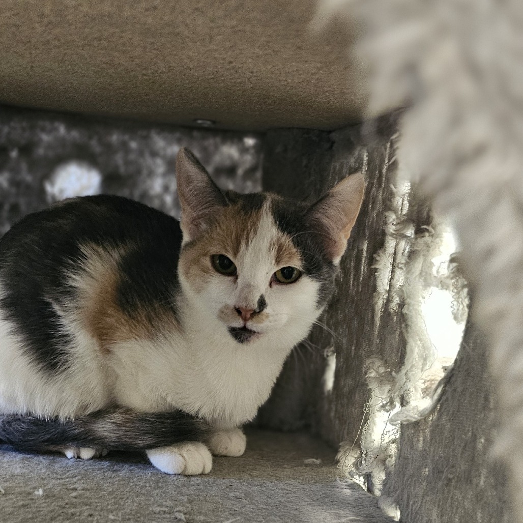 Zara, an adoptable Domestic Short Hair in Midland, TX, 79705 | Photo Image 1