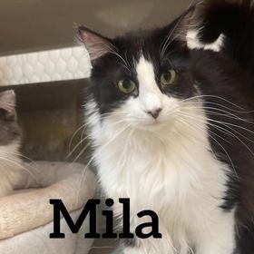 Mila, an adoptable Domestic Long Hair in Midland, TX, 79705 | Photo Image 1
