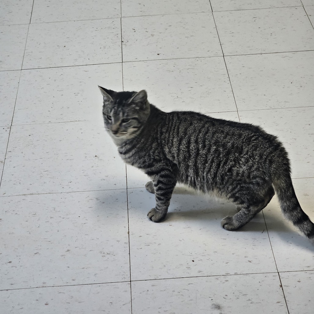 Radar, an adoptable Domestic Short Hair in Midland, TX, 79705 | Photo Image 1