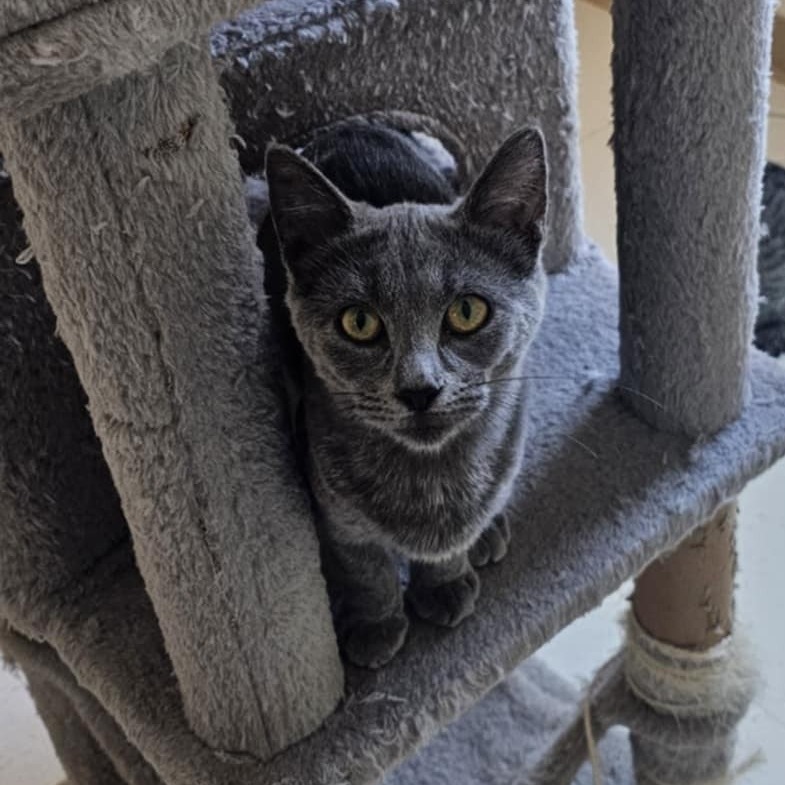 Olive, an adoptable Domestic Short Hair in Midland, TX, 79705 | Photo Image 1