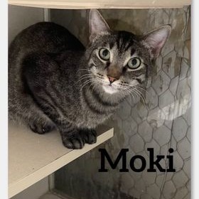 Moki, an adoptable Domestic Short Hair in Midland, TX, 79705 | Photo Image 1