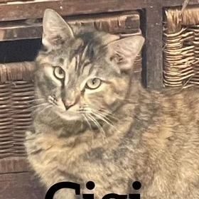 Gigi, an adoptable Domestic Short Hair in Midland, TX, 79705 | Photo Image 1