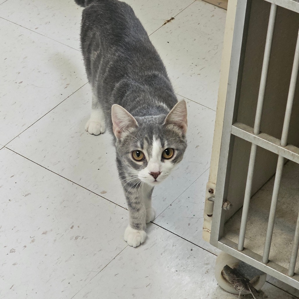 Lilith, an adoptable Domestic Short Hair in Midland, TX, 79705 | Photo Image 1