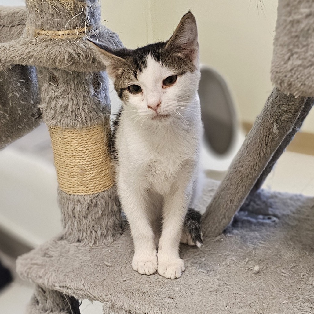 Star Lord, an adoptable Domestic Short Hair in Midland, TX, 79705 | Photo Image 1