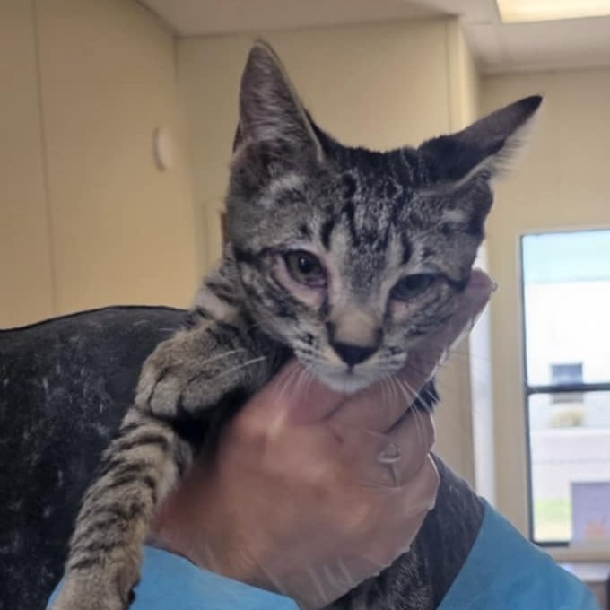 Kia, an adoptable Domestic Short Hair in Midland, TX, 79705 | Photo Image 1