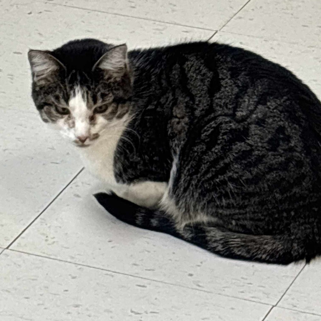 Rowdy, an adoptable Domestic Short Hair in Midland, TX, 79705 | Photo Image 1
