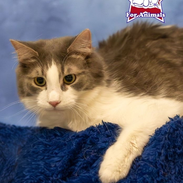 Jubal, an adoptable Domestic Long Hair in Midland, TX, 79705 | Photo Image 1