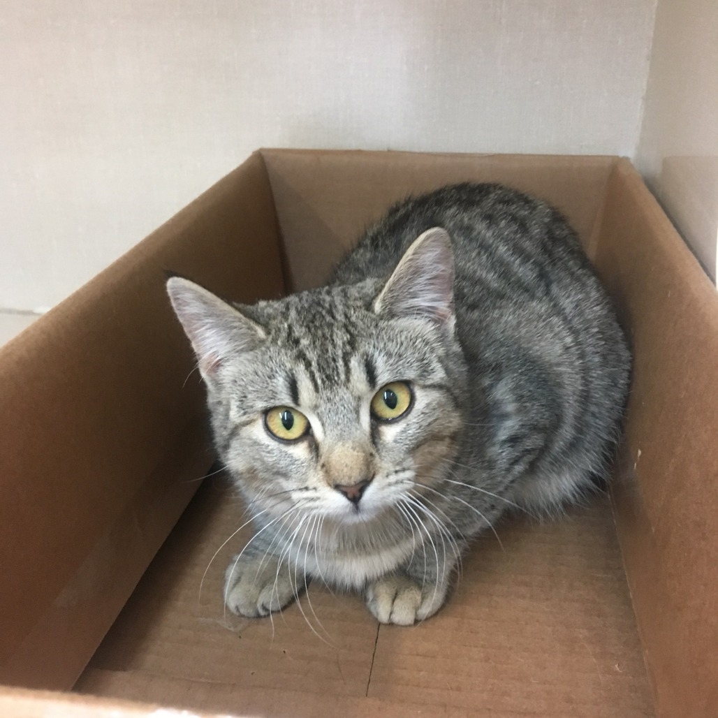 Molly, an adoptable Domestic Short Hair in Midland, TX, 79705 | Photo Image 1