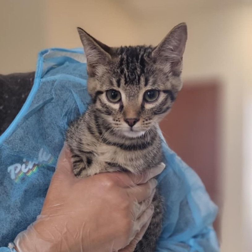 Justin, an adoptable Domestic Short Hair in Midland, TX, 79705 | Photo Image 1