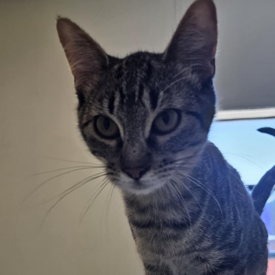 Colt, an adoptable Domestic Short Hair in Midland, TX, 79705 | Photo Image 1