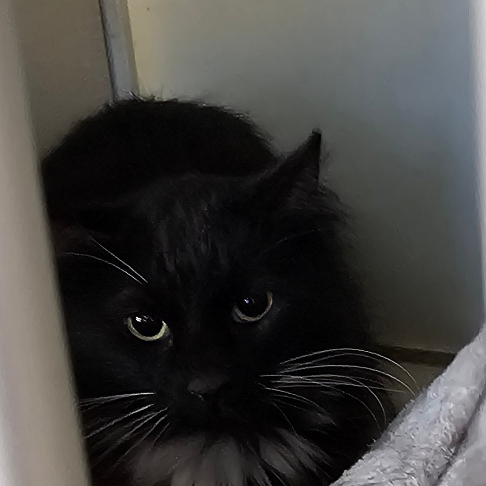 Dom, an adoptable Persian in Midland, TX, 79705 | Photo Image 1
