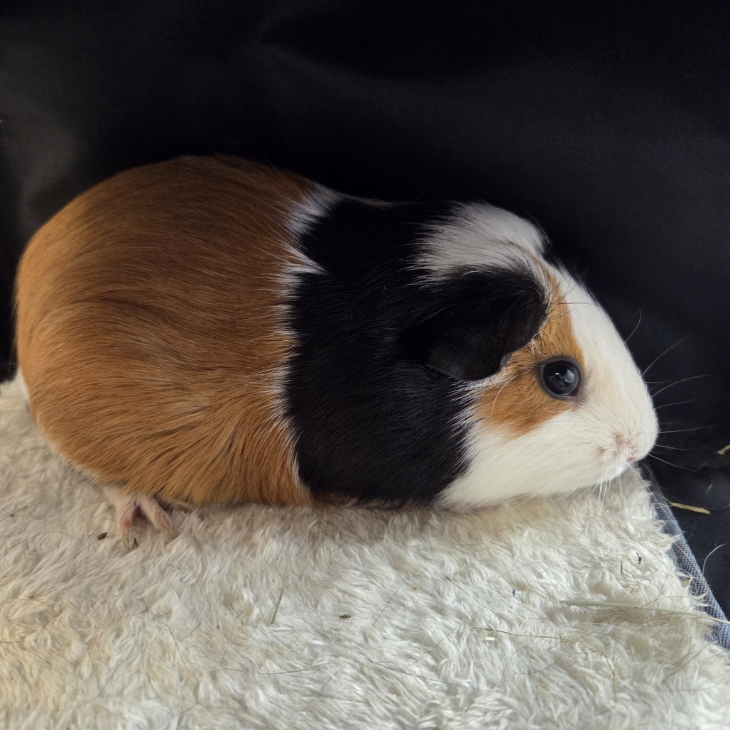 Jennifer Loaf