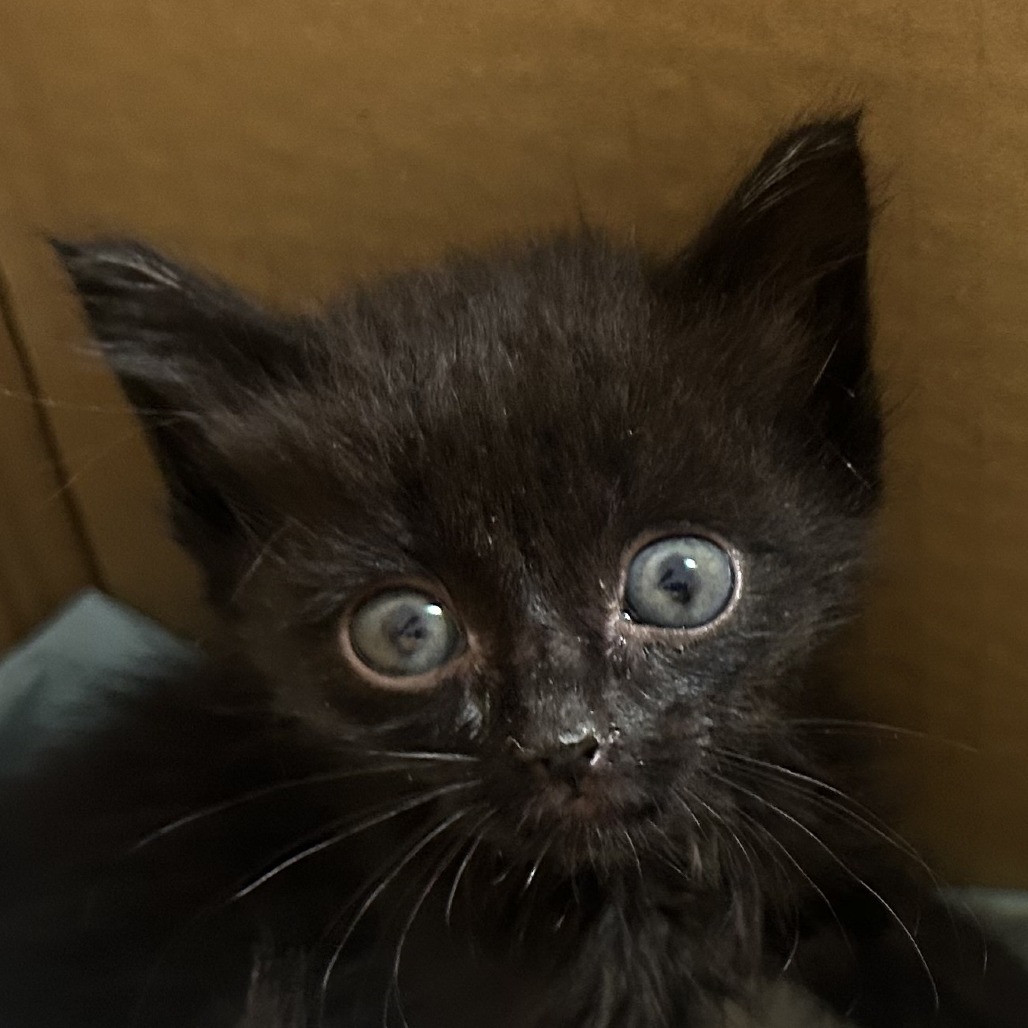 Pico