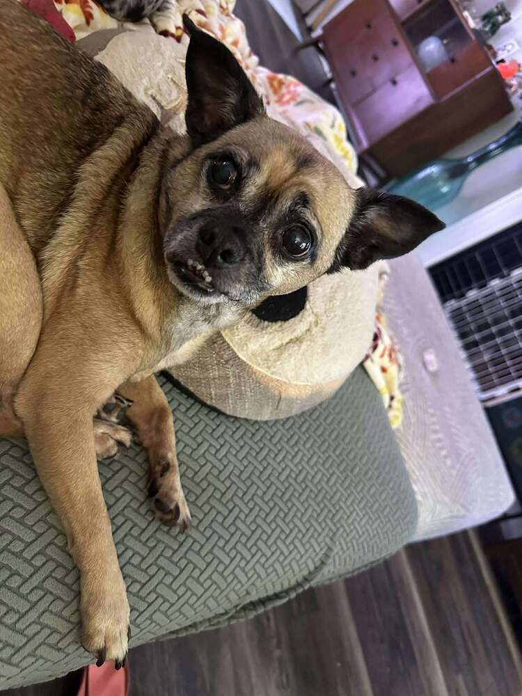 Taz, an adoptable Chihuahua, Pug in Halifax, NS, B3J 3A5 | Photo Image 1