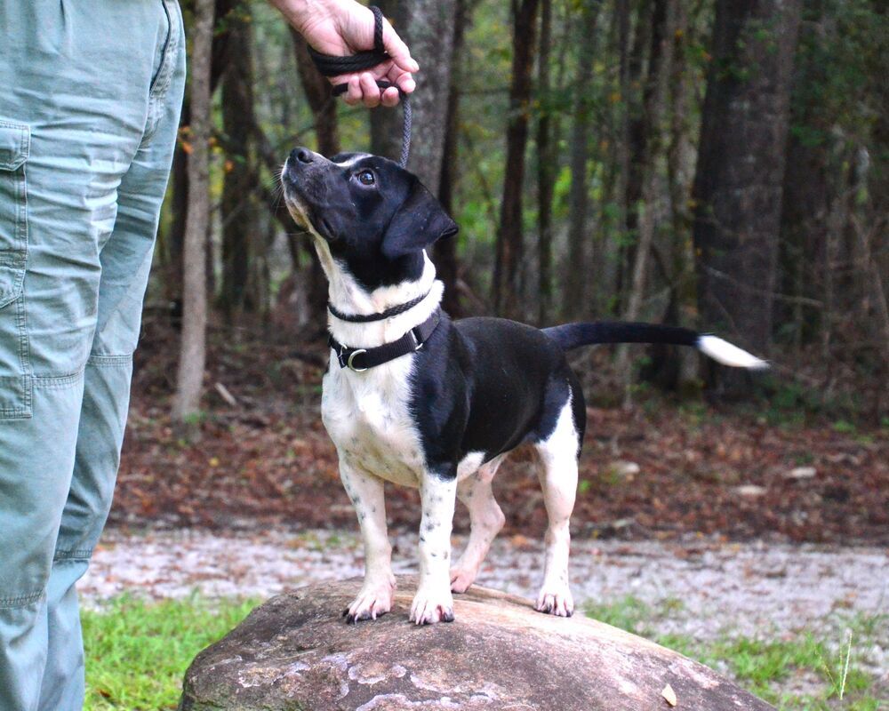 Opie