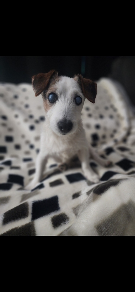 Sadie