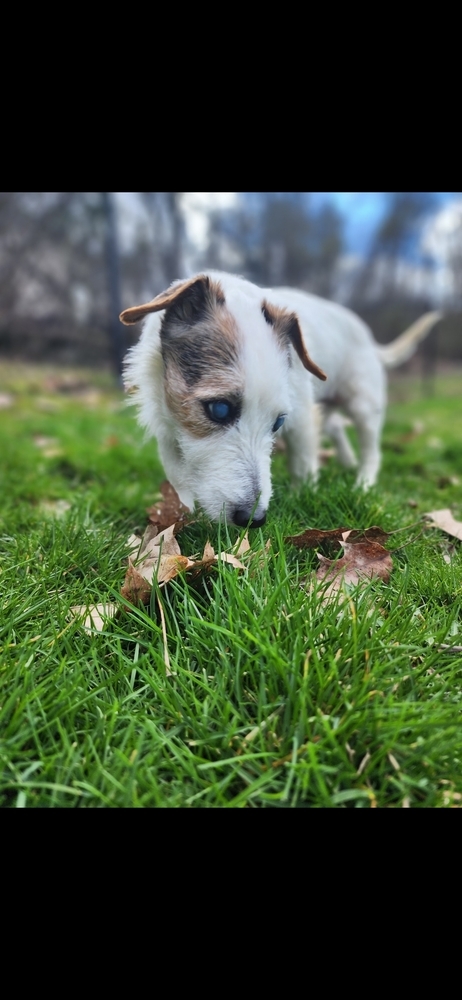 Sadie