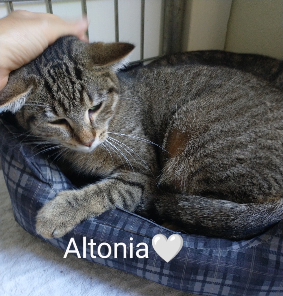 Altonia