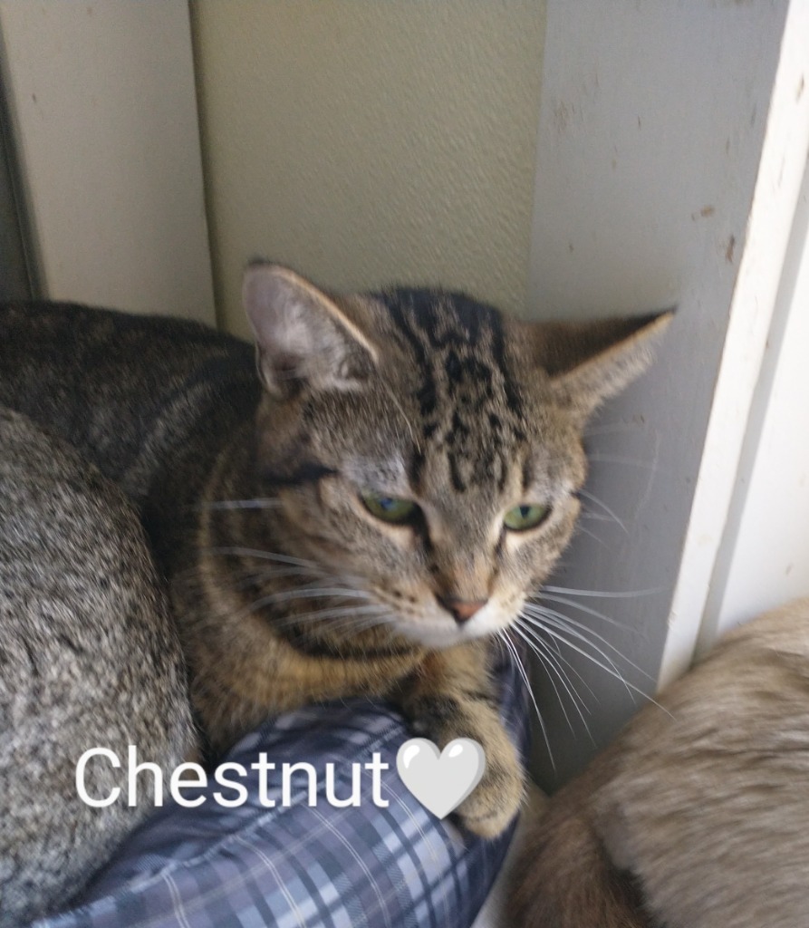 Chestnut
