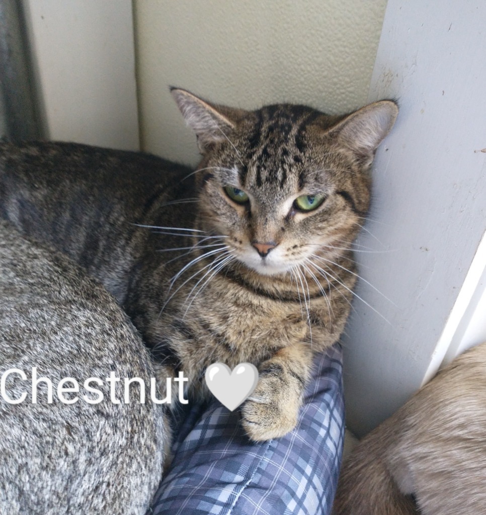 Chestnut