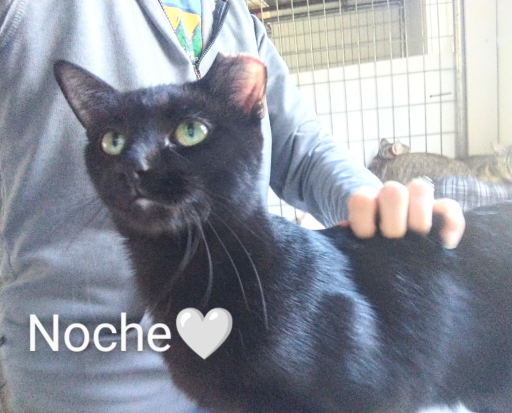 Noche