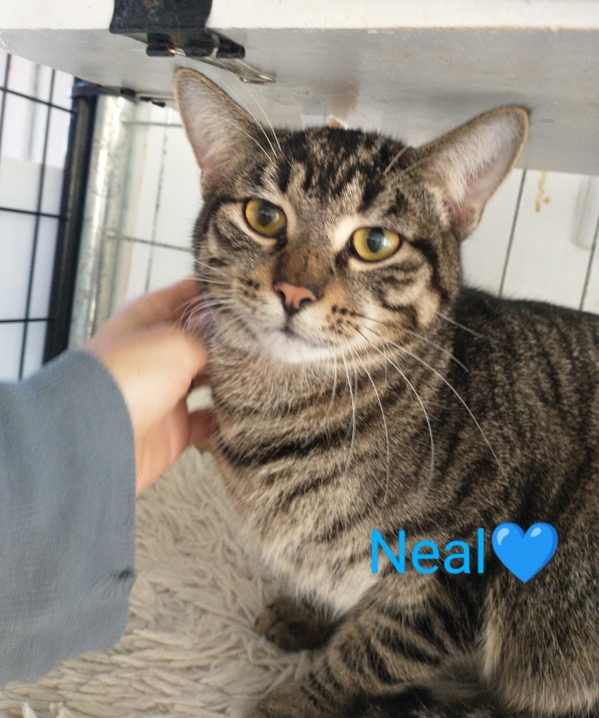 Neal
