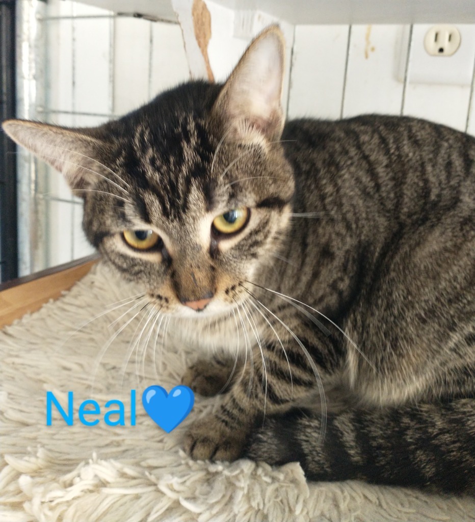 Neal