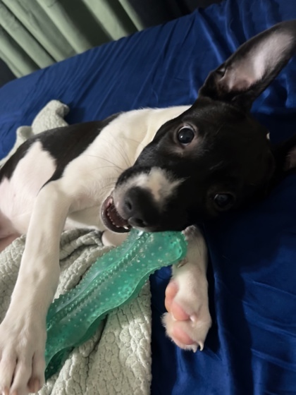 BAT