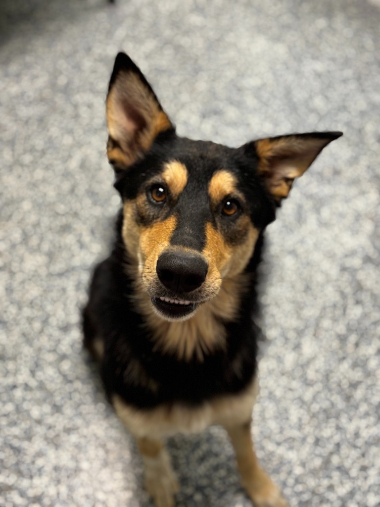 Astro