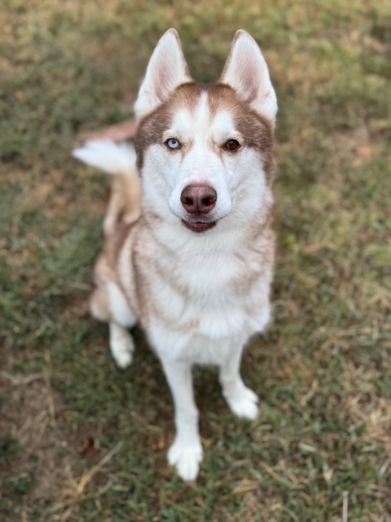 Luca