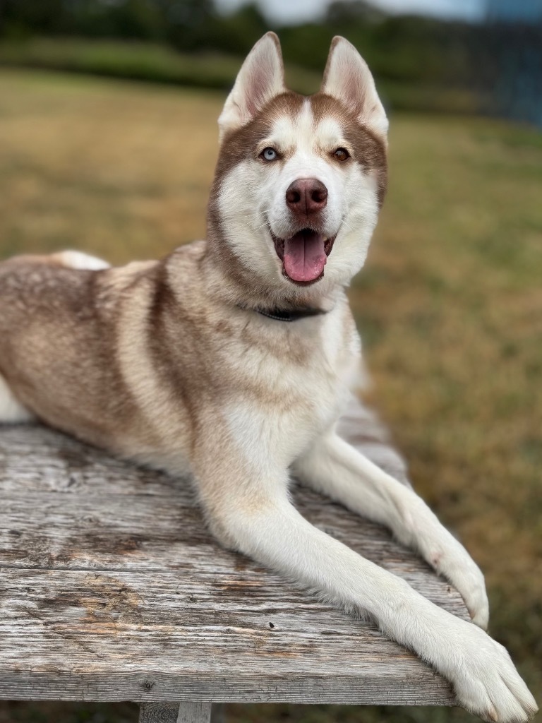 Luca