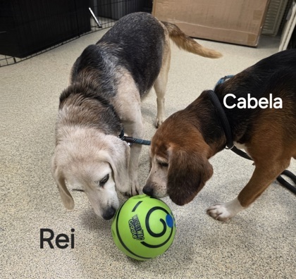 Cabela