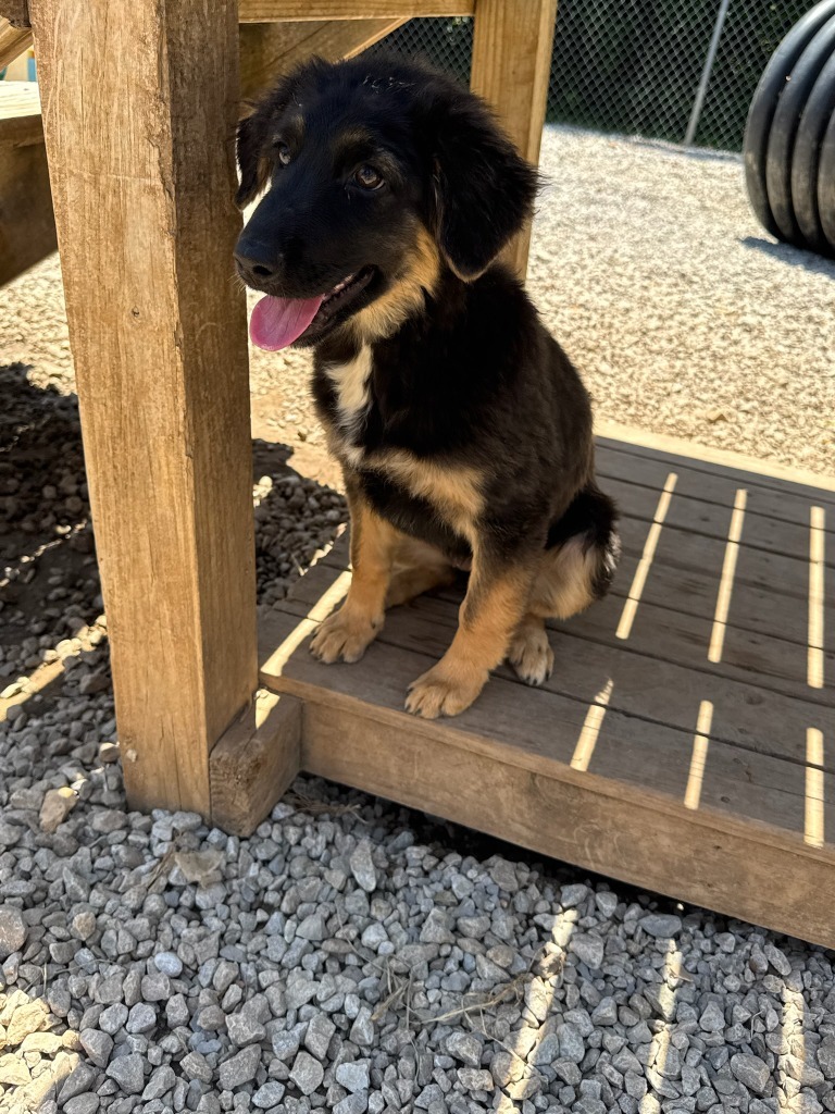 Bella